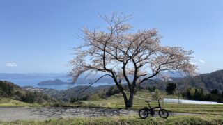 【2025年3月25日開花予想】天橋立・伊根の桜がきれいなサイクリングコース特集